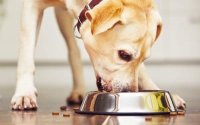 Alimentazione del cane: come, quanto e quando deve mangiare