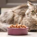 alimentazione-del-gatto-quantita-e-frequenza-pasti