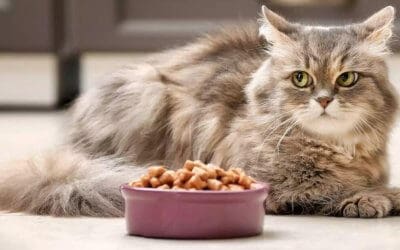 Alimentazione del gatto: come, quanto e quando deve mangiare