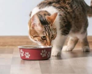 alimentazione gatto adulto