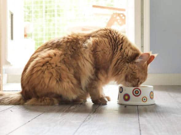 alimentazione gatto anziano