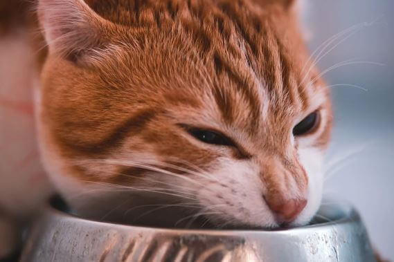 alimentazione gatto cucciolo