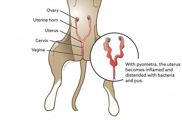 cause piometra nel cane