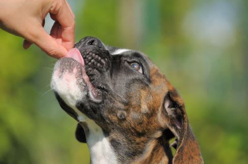 fermenti lattici cane somministrazione