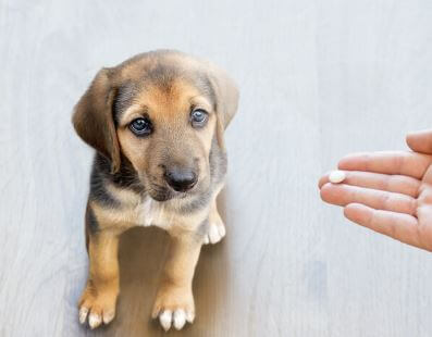 fermenti lattici - problemi intestinali cane