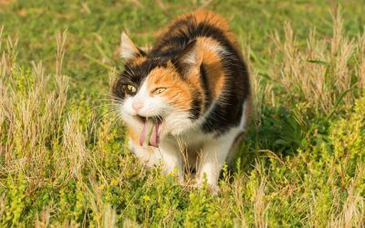 Perchè il gatto vomita: cause, cura e prevenzione al vomito del gatto
