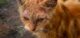 rogna nel gatto - prevenzione e cura