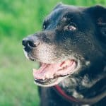 Cure e attenzioni per il cane anziano