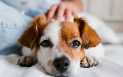 Salute e alimentazione del cane malato: cura per patologia – pt1