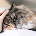 alimentazione del gatto malato - cura e prevenzione