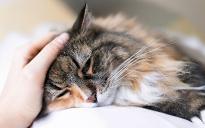 Salute e alimentazione del gatto malato: cura per patologia – pt1