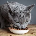 alimentazione nel gatto malato - cura e prevenzione
