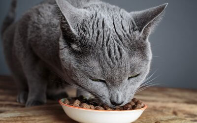 Salute e alimentazione del gatto malato: cura per patologia – pt2
