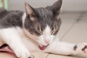 cura della piodermite nel gatto - consigli del veterinario