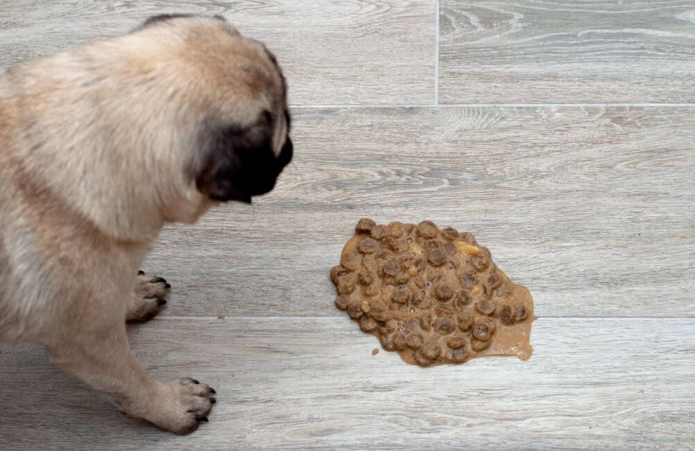 diagnosi-e-cura-del-cane-che-vomita