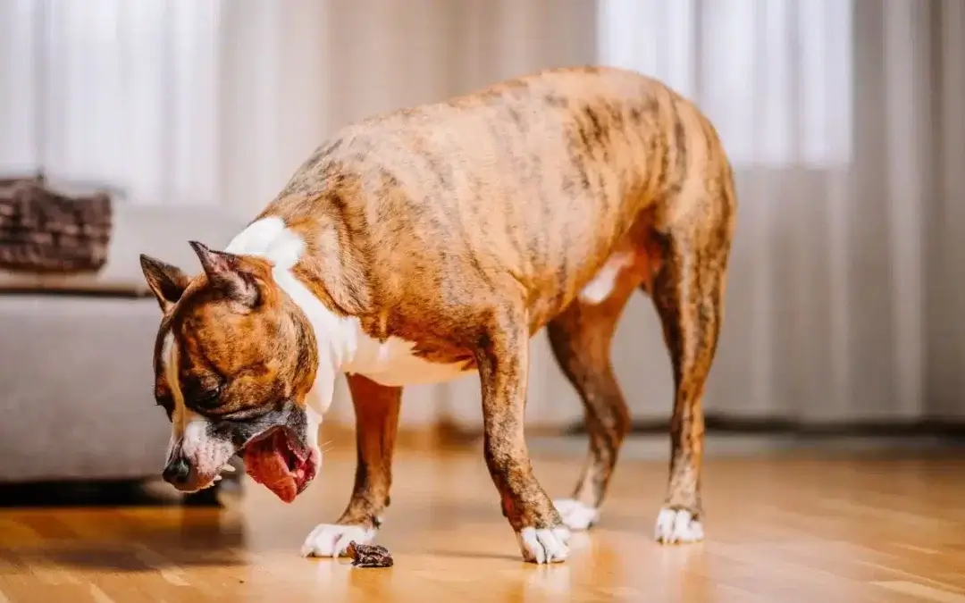 Perchè il cane vomita: cause, cura e prevenzione al vomito del cane