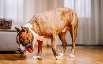 Perchè il cane vomita: cause, cura e prevenzione al vomito del cane