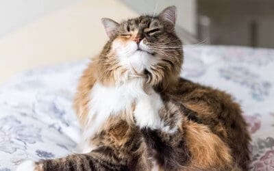 Piodermite batterica nei gatti: cause, sintomi, cura e trattamenti