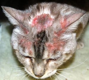 piodermite nel gatto cause, sintomi cura e prevenzione