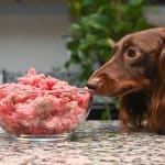 proteine nel cane - alimentazione bilanciata carboidrati, grassi e minerali