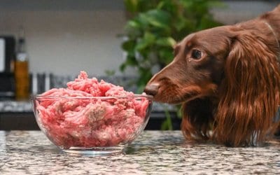 Alimentazione nel cane: proteine, caroboidrati, grassi e minerali