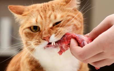 Alimentazione nel gatto: proteine, caroboidrati, grassi e minerali