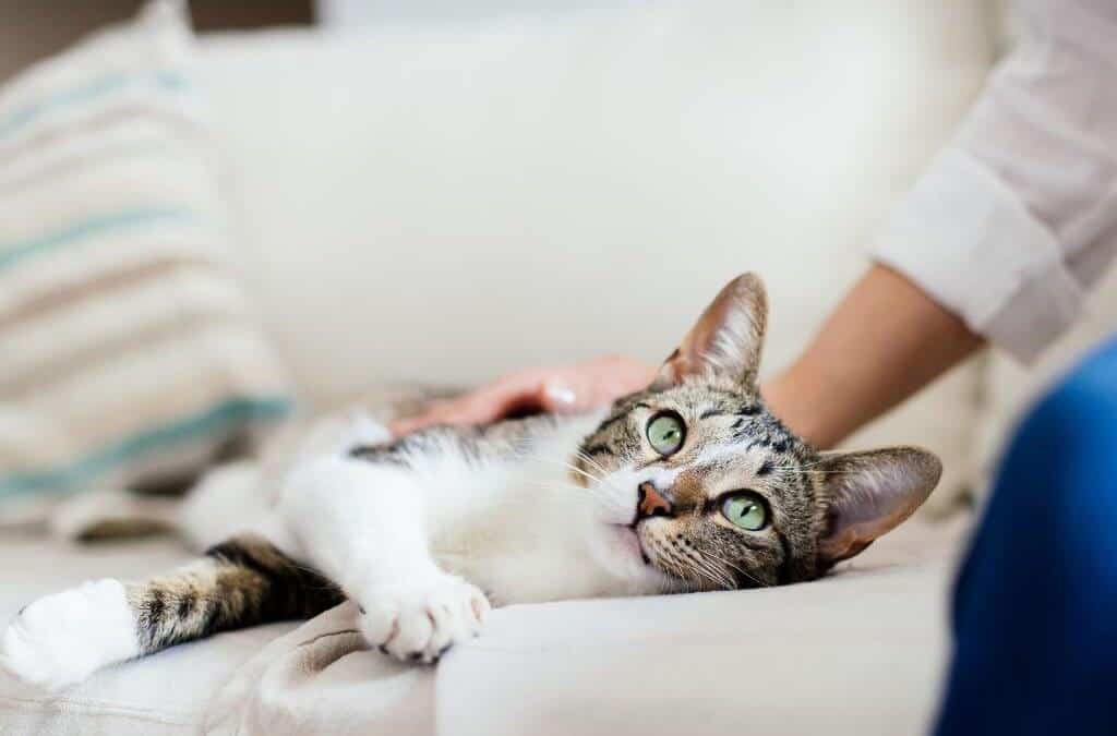 Tosse nel gatto: guida completa a cause, sintomi e trattamenti
