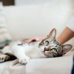 tosse nel gatto cause, sintomi, cura e prevenzione