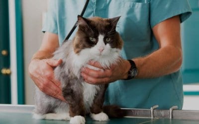 Edema polmonare gatto: causa, sintomi, cura e prevenzione