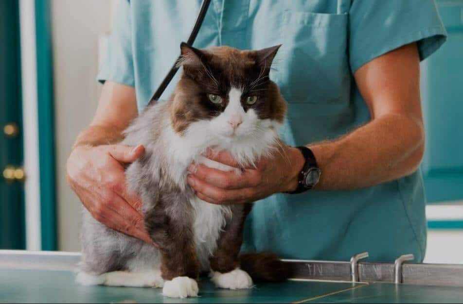 Edema polmonare gatto: causa, sintomi, cura e prevenzione
