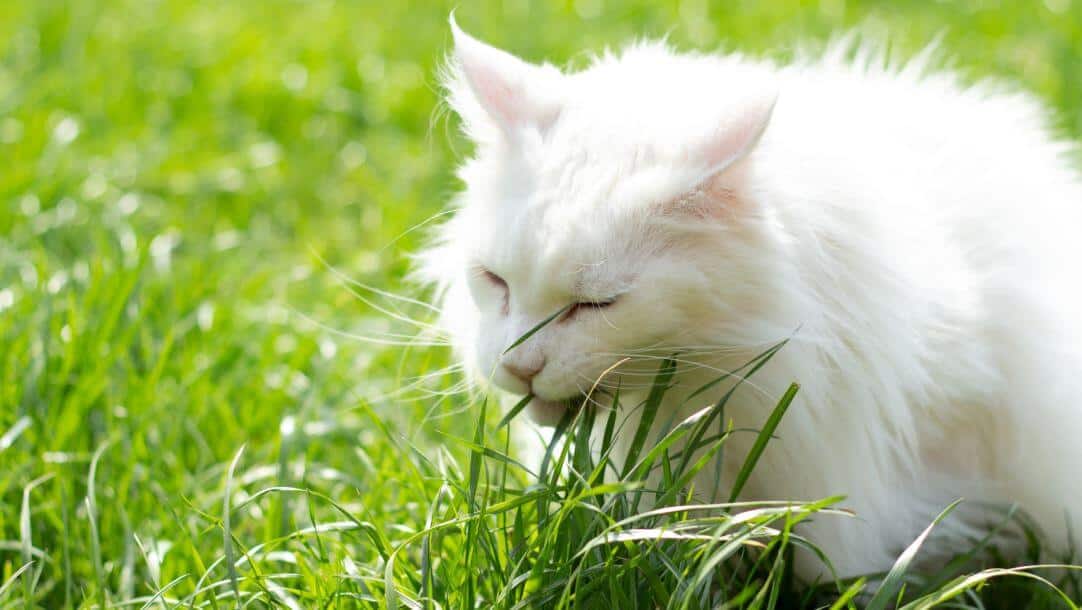 Fermenti lattici gatto - cosa sono e come funzionano