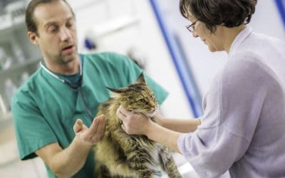 Ghiandole perianali del gatto: sintomi, cura e prevenzione