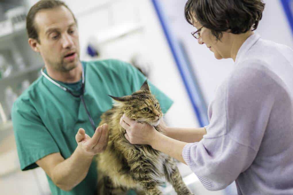 Ghiandole perianali del gatto sintomi, cura e prevenzione