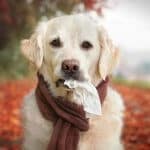 Raffreddore nel cane - cause, sintomi, cura e prevenzione