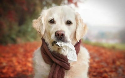 Raffreddore nel cane: cause, sintomi, cura e prevenzione