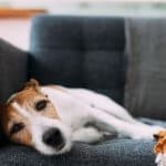 Sindrome vestibolare nel cane causa, diagnosi e trattamento