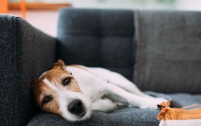 Sindrome vestibolare nel cane: causa, diagnosi e trattamento