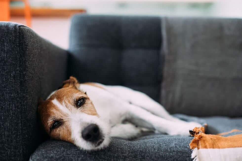 Sindrome vestibolare nel cane causa, diagnosi e trattamento