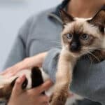 Sindrome vestibolare nel gatto causa, diagnosi e trattamento