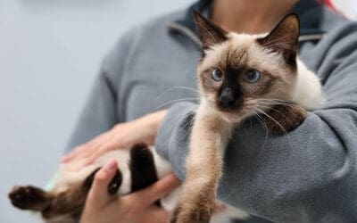 Sindrome vestibolare nel gatto: causa, diagnosi e trattamento