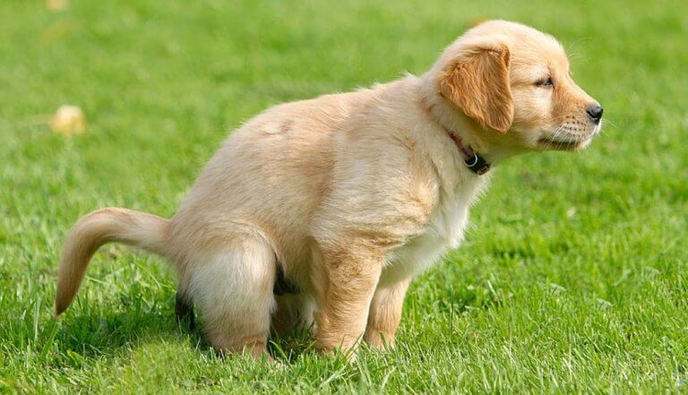 5 Segni Di Disagio Nel Cane Stitichezza del cane: sintomi, cause, cura e prevenzione