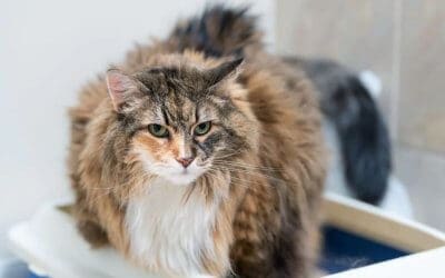 Stitichezza del gatto: sintomi, cause, cura e prevenzione