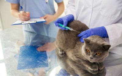 Vaccinazione per gatti: le vaccinazioni obbligatorie e consigliate