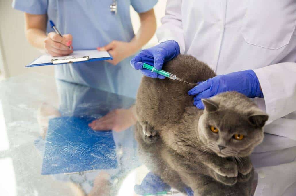 Vaccinazione per gatti le vaccinazioni obbligatorie e consigliate