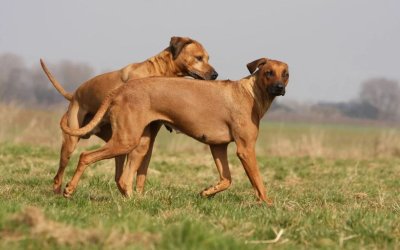 Accoppiamento dei cani e monta: breve guida sul come e quando