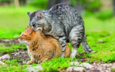 Accoppiamento dei gatti e monta: breve guida sul come e quando