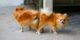 coital tie accoppiamento e monta cani