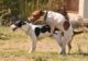 monta e accoppiamento cani
