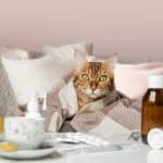 raffreddore-gatto-cause-sintomi-cura-prevenzione