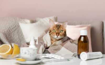 Raffreddore nel gatto: causa, sintomi, cura e prevenzione